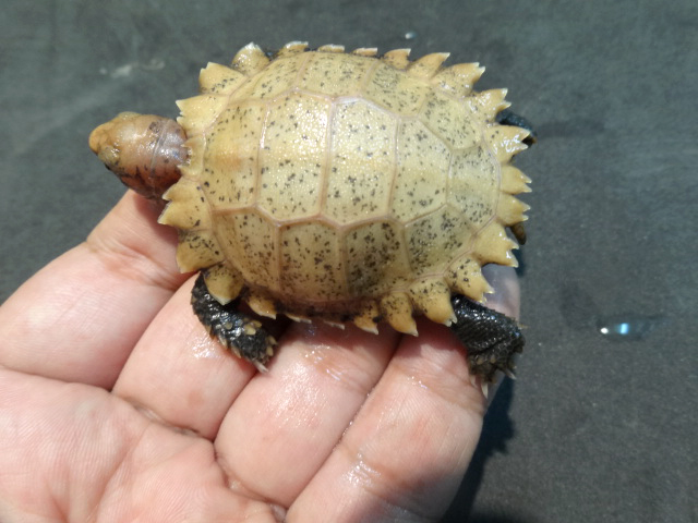 インプレッサムツアシガメ(9)