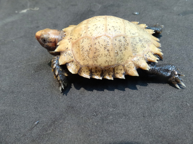 インプレッサムツアシガメ(10)