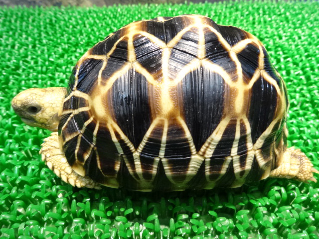ビルマホシガメ(11)