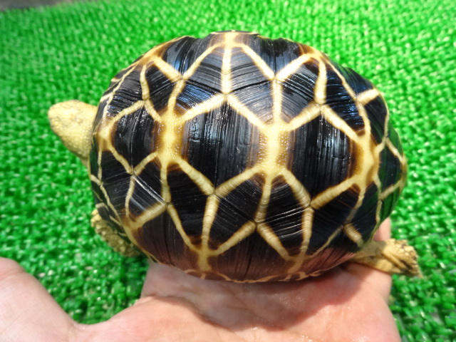 ビルマホシガメ ビルマホシガメ