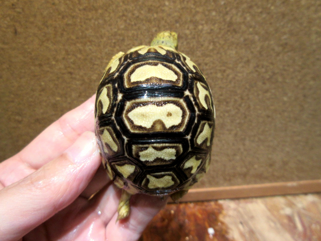 ソマリアヒョウモンガメ(9)