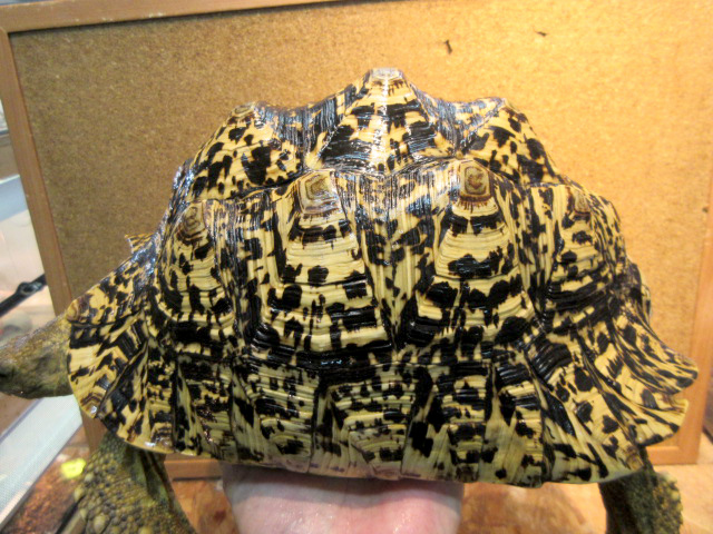 ナミビアヒョウモンリクガメ(6)