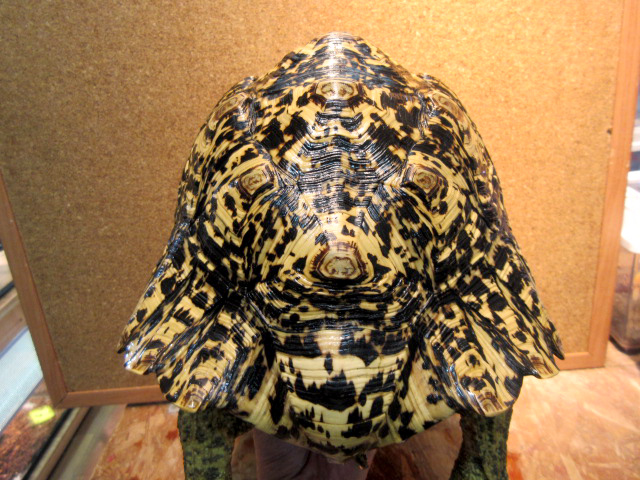 ナミビアヒョウモンリクガメ(7)