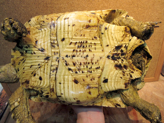 ナミビアヒョウモンリクガメ(8)