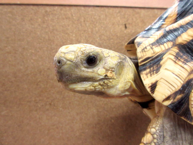 ビルマホシガメ(3)