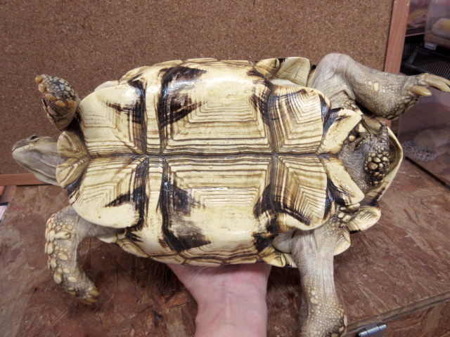 ビルマホシガメ(4)