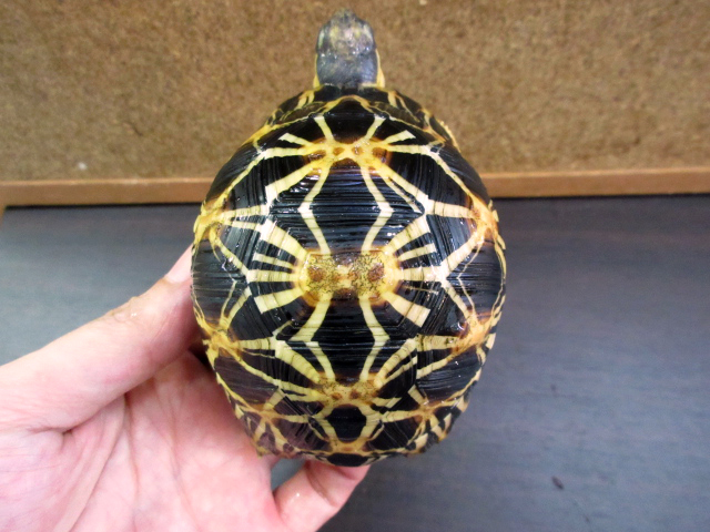 ホウシャガメ ホウシャガメ