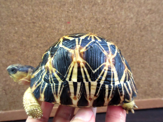 ホウシャガメ(10)