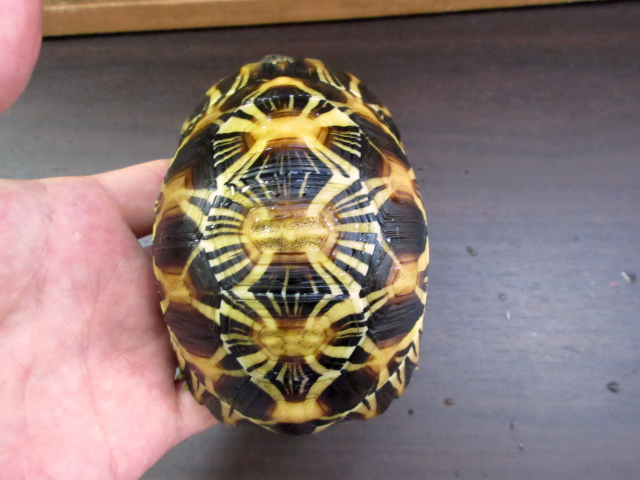 ホウシャガメ ホウシャガメ