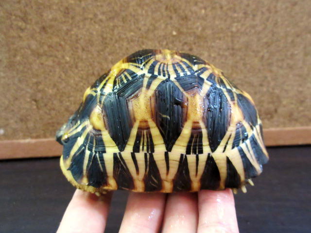 ホウシャガメ ホウシャガメ