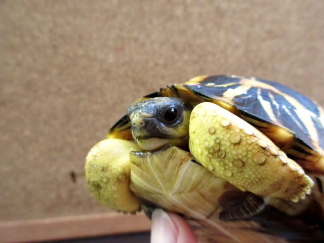 ホウシャガメ(7)