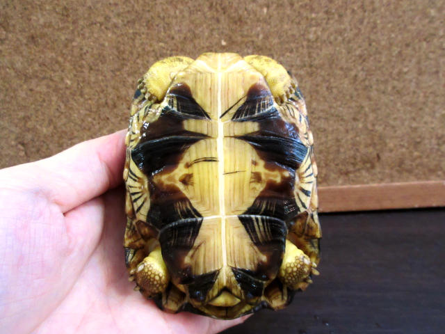 ホウシャガメ(8)