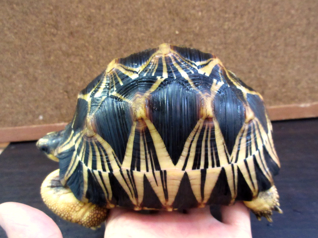 ホウシャガメ ホウシャガメ