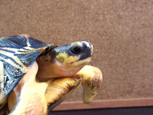 ホウシャガメ(3)