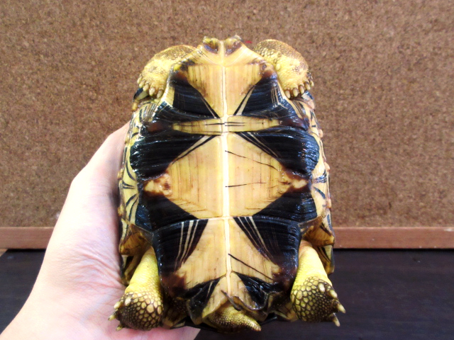 ホウシャガメ(4)