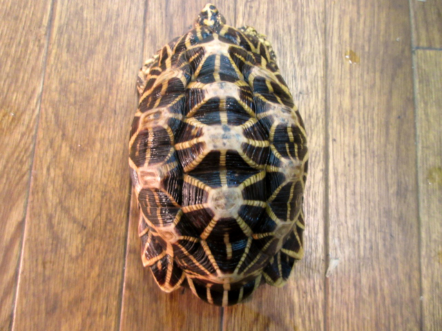 セイロンホシガメ