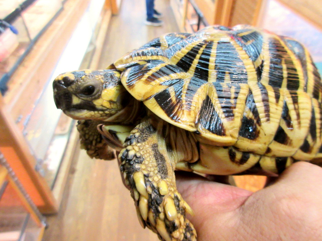 セイロンホシガメ(2)