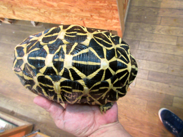 セイロンホシガメ(5)