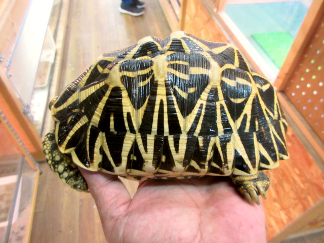 セイロンホシガメ(6)