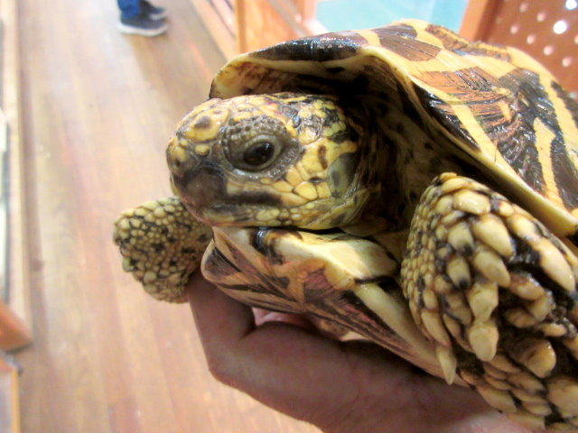 セイロンホシガメ(7)