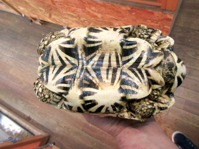 セイロンホシガメ(8)