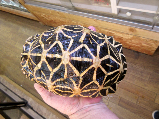 セイロンホシガメ(3)