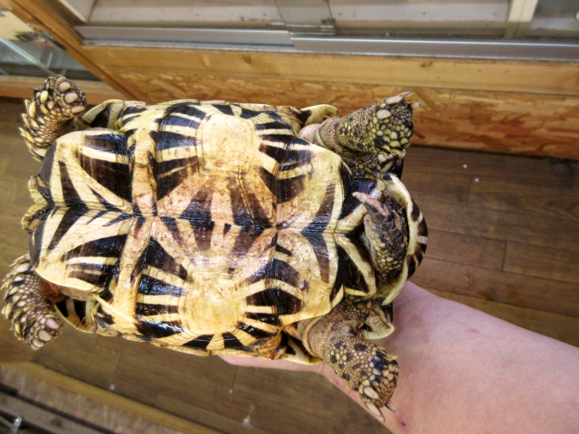 セイロンホシガメ(4)