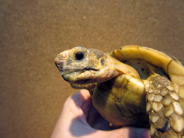 キレーネリクガメ(3)