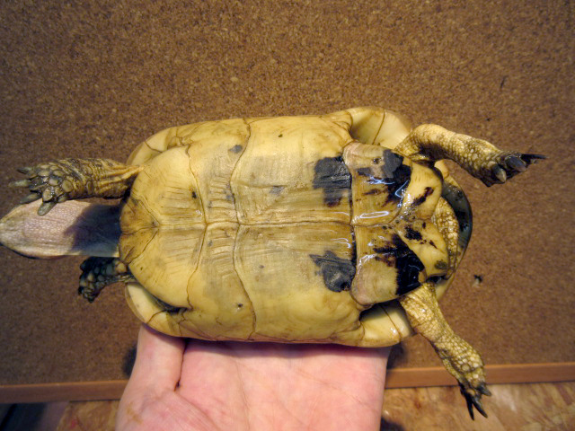 キレーネリクガメ(4)