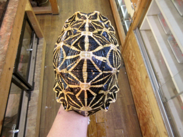 セイロンホシガメ(9)