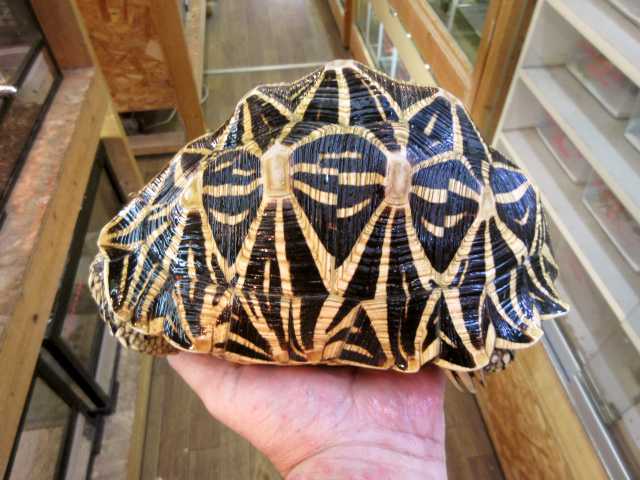 セイロンホシガメ(10)