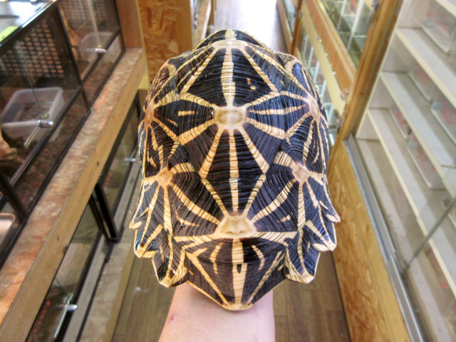 セイロンホシガメ(11)