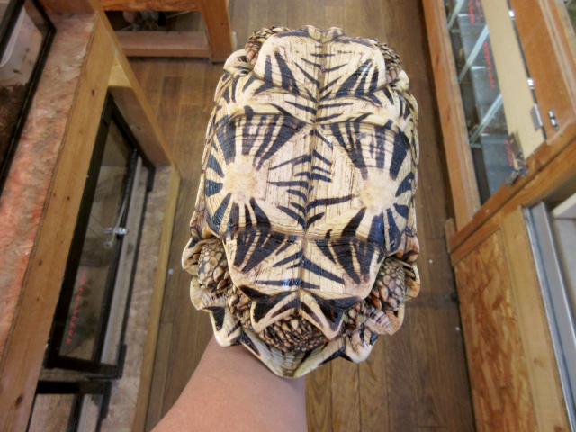 セイロンホシガメ(12)