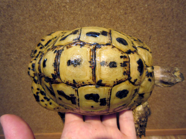 キレーネリクガメ(5)