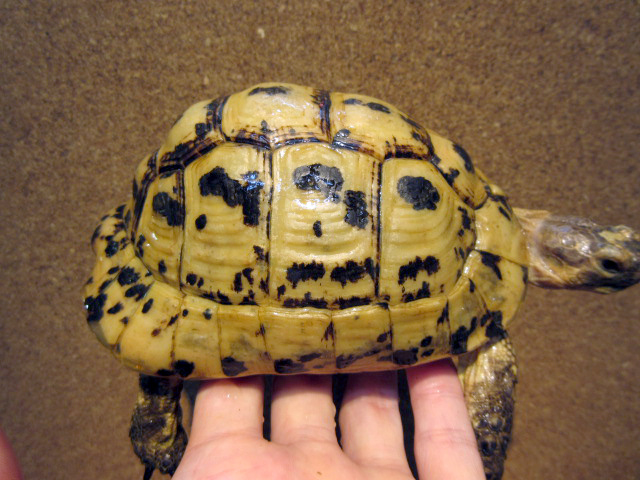 キレーネリクガメ(6)