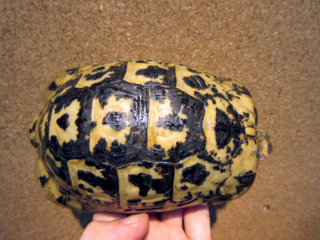 キレーネリクガメ(7)