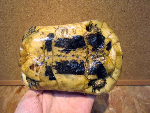 キレーネリクガメ(8)