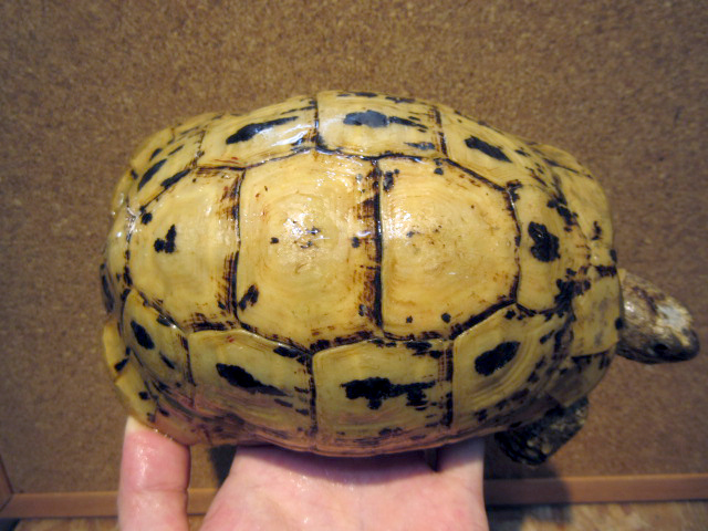 キレーネリクガメ(9)