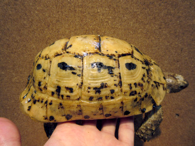 キレーネリクガメ(10)