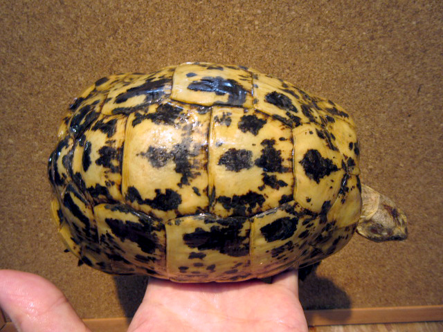 キレーネリクガメ(11)