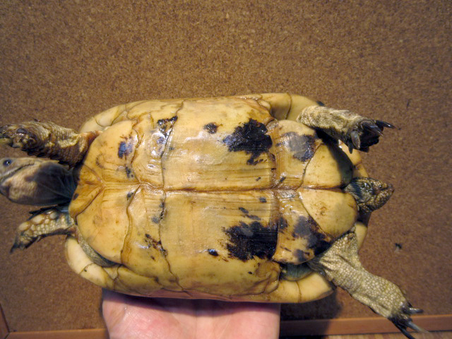 キレーネリクガメ(12)