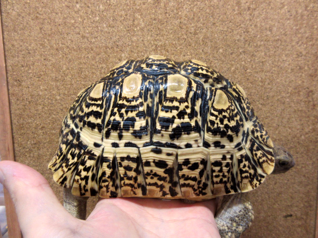 爬虫類図鑑 カメ図鑑（リクガメ）