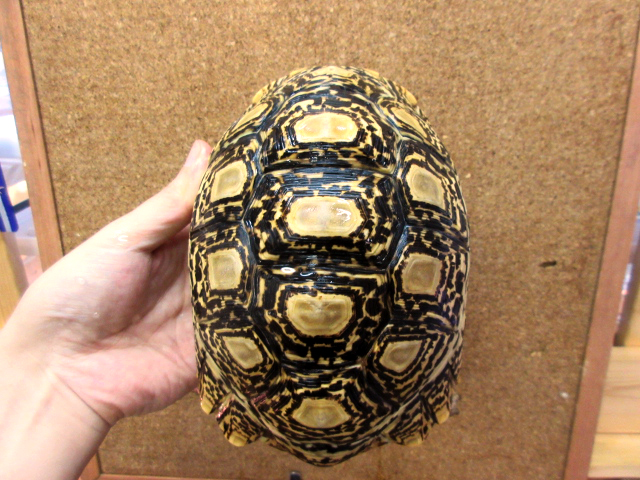ソマリアヒョウモンガメ(3)