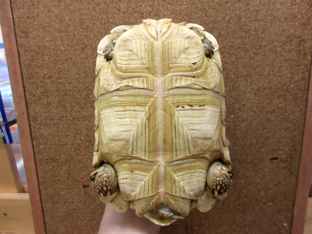 ソマリアヒョウモンガメ(4)