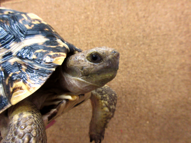 ソマリアヒョウモンガメ(6)