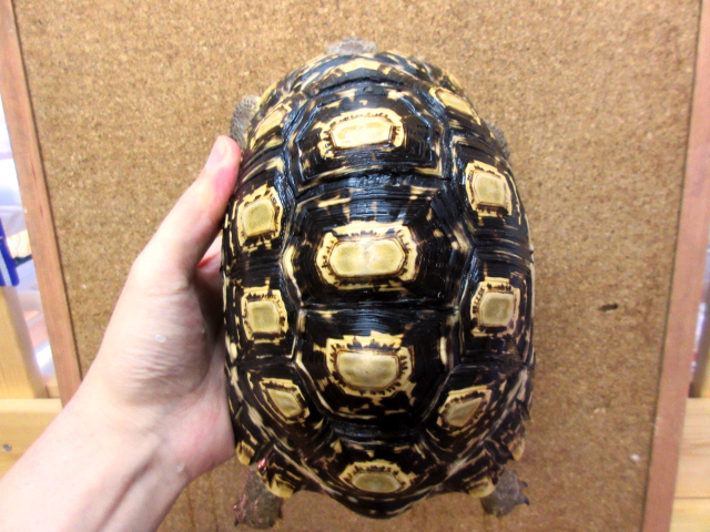ソマリアヒョウモンガメ(7)