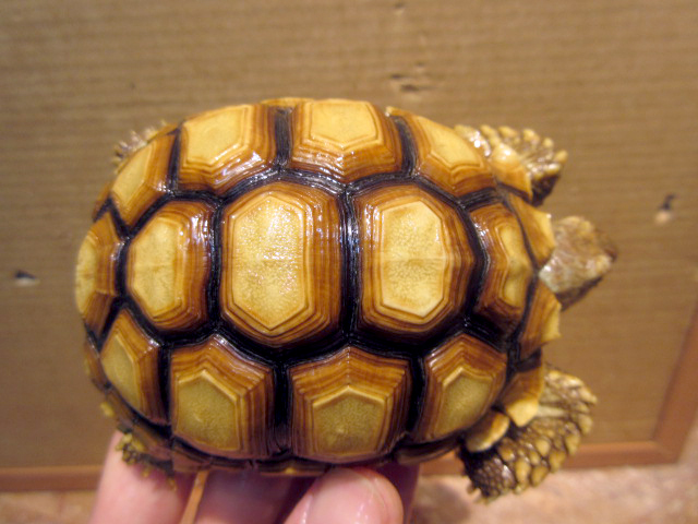 ケヅメリクガメ(5)