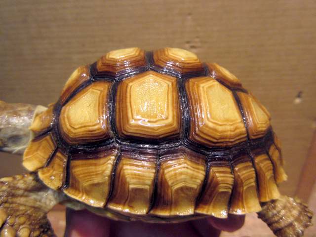 ケヅメリクガメ(6)