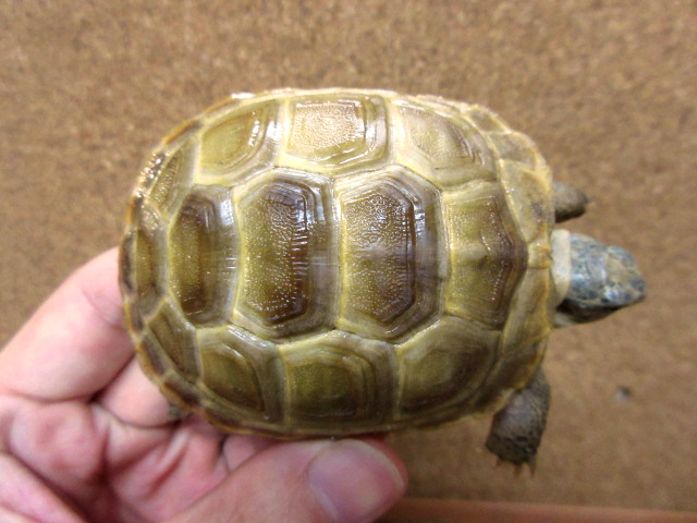 アフガンホルスフィールドリクガメ(9)