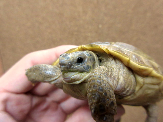 アフガンホルスフィールドリクガメ(11)